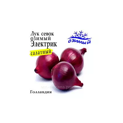 Цибуля -сівок озима  Електрик