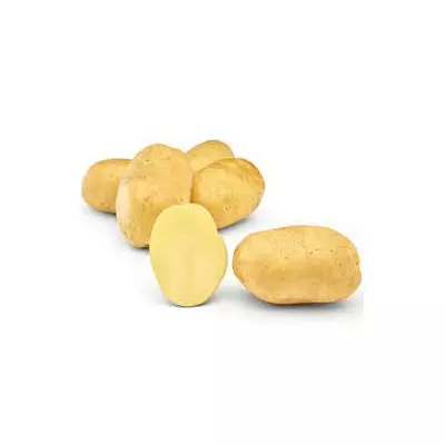 Насіння картоплі  Отолія