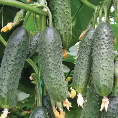 Огірок Лютояр F1 10 шт