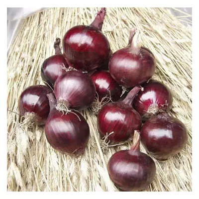 Цибуля сіянка Робін