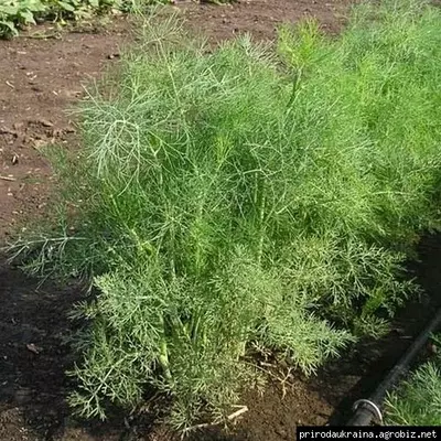 Укроп Дилл F1 50 семян 2 гр