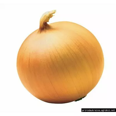 Цибуля-сівок  Болеро F1