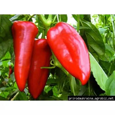 Перець Коріна F1  8 нсінин