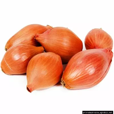 Цибуля сівок Голиат (Goliat)