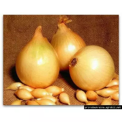 Лук-севок Сеншуй