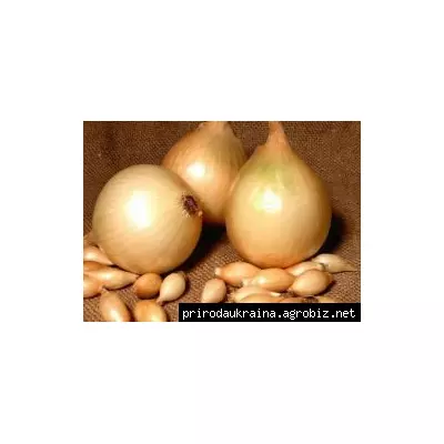 Цибуля-сівок Центуріон F1 /Centurion F1