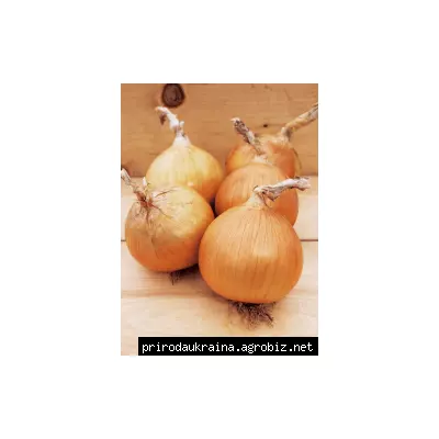 Цибуля- сівок  Торнадо