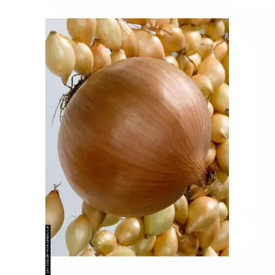 Цибуля-сівок Геркулес/Hercules