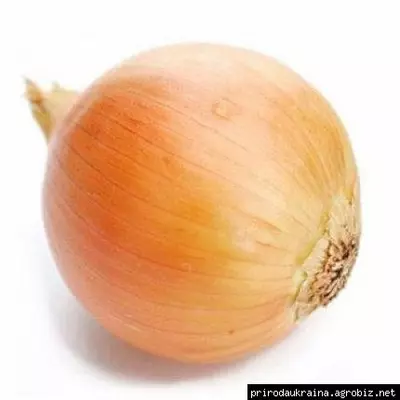 Цибуля озима коррадо